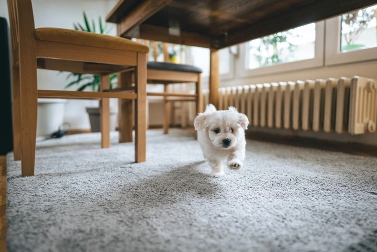 Happy dog running across soft residential carpet. Showcasing pet-friendly and durable carpet installed by Master Carpet